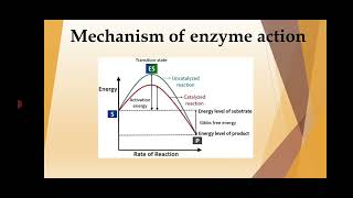 Mechanism of Enzyme Action Biochemistry Part 3 BSc Botany Malayalam Botanical Beats [upl. by Nimaj]