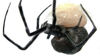 Redback Spider Laying Eggs Making Web Egg Sac Educational Video [upl. by Accissej427]