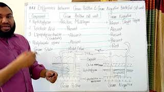 Gram positive and Gram negative bacterial cell wall [upl. by Close]