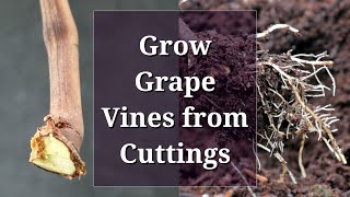 Grow Grape Vines from Cuttings Hardwood Propagation [upl. by Chaffin594]