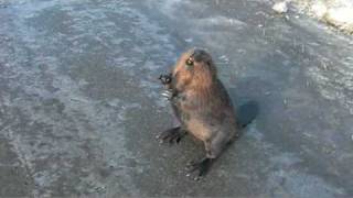 Talking Beaver on the Highway [upl. by Guntar894]