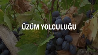 Üzümün Yolculuğu BertizKaramanlı Köyü [upl. by Sacttler]