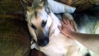 MoJo German Shepherd Seizures [upl. by Yelime168]