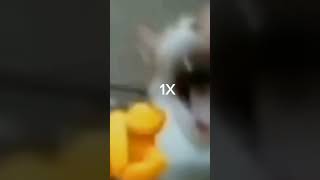 110Xmobilelegends meme kucing alucard pokemon [upl. by Leseil700]