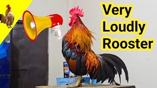 Adorable Elegant Red Jungle Fowl Rooster Crowing Sound [upl. by Finbur]