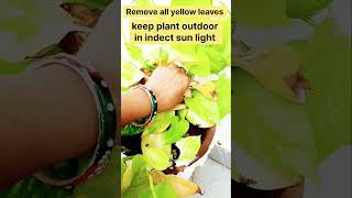 Yellow leaves 🍃 problem in pothosMoney plant care 💚shorts gardening moneyplant [upl. by Rosalinde]