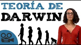 Teoría darwinista  Teoría de DARWIN [upl. by Kristi]