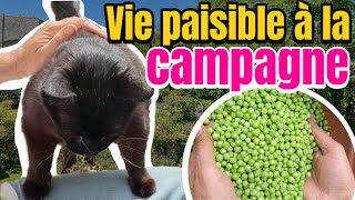 Vie à la campagne Chats potager et vie paisible Une journée à la campagne avec nos chats [upl. by Nirad]