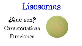 🌐 ¿Qué son los Lisosomas 💥 Características y Funciones Fácil y Rápido  BIOLOGÍA [upl. by Eadmund]