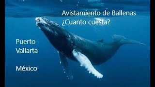 AVISTAMIENTO DE BALLENAS  PUERTO VALLARTA  MEXICO  2023 [upl. by Alexine]