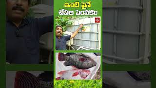 ఇంటిపై చేపల పెంపకం  fishfarmingathome fishfarming nelathalli hmtvagri [upl. by Ahsaelat]