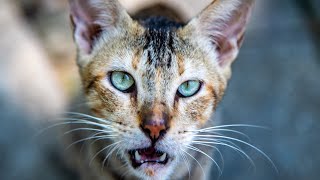 Tigger the hungry abandoned kitten mooching food in the park Really sweet cat and usually starving [upl. by Ebenezer]