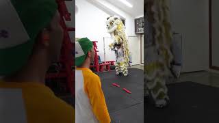 Lunar New Year  Dragon and Lion Dancing Chinese New Year Celebrations For Kids [upl. by Harelda]