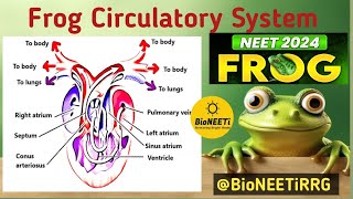 Circulatory System Frog 🐸 NEET NCERT Class 11 Biology  Blood Vascular System [upl. by Solita]