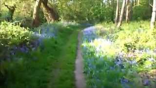 English Bluebell woodland walk [upl. by Yoong]