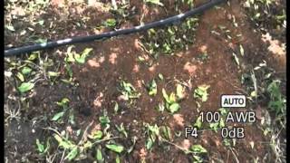 Bacterial Leaf Blight of Pomegrnete Kanada Finalx264mp4 [upl. by Nalra]