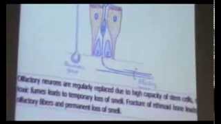 Dr Gihan Respiratory System Conducting Portion 7102013 [upl. by Ainahpets250]