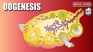 Oogenesis [upl. by Cung]