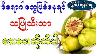 ဒီရောဂါတွေဖြစ်နေရင်တော့ သပြုသီးသာ စားပေးလိုက်ပါ ၊ health benefit of dillenia indica fruit [upl. by Ingeborg]