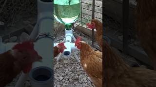 Bebedero casero para gallinas diy chicken [upl. by Wilmer39]