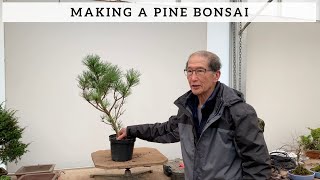 How To Make A Pine Bonsai [upl. by Eico90]