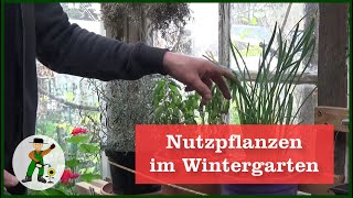 Gemüse und Nutzpflanzen im Wintergarten [upl. by Gunner79]