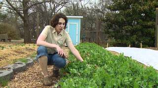 Removing Cover Crops [upl. by Oiratno]