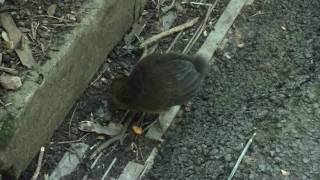 Chick of the Australian BrushTurkey Alectura lathami  Buschhuhn Küken [upl. by Airdua]