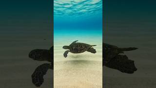 Tortugas shots documental naturaleza [upl. by Nyladnek299]