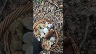 Forest therapy PorcinoCepBolet shorts new nature trending foryou wood pilze fyp mushroom [upl. by Eiliah]