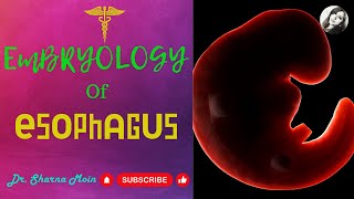 Development of Oesophagus Learn Easy [upl. by Asilej]