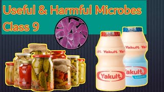 Useful amp Harmful Microbes Part 1  Lactobacilli  Characteristics amp Uses Formation of Yoghurt [upl. by Dinsdale]