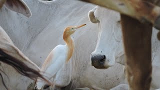 The Commensalism  Cattle Egret amp Cow  Bubulcus ibis  tissy [upl. by Ttenna]