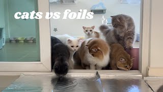 cats vs foil [upl. by Yzus]