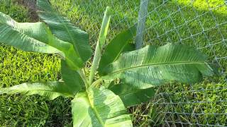 Manzano quotApplequot Banana Tree [upl. by Oinota]