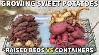 Growing Sweet Potatoes In Beds VS Containers What Is Better Surprising Results [upl. by Parrnell445]