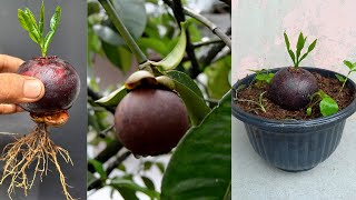 How to grow mangosteen from fruit [upl. by Gnod951]