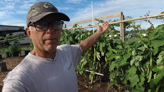 Making DIY Eggplant Trellis Supports Because They are getting Way Too Tall [upl. by Ahsiloc]