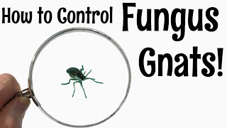 How to Control Fungus Gnats [upl. by Acimat]