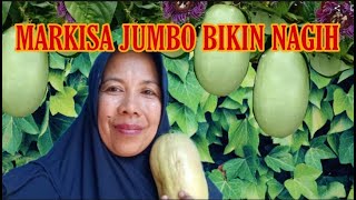 REVIEW MARKISA JUMBO MANIS YANG LANGKA PASSION FRUIT [upl. by Ydna]