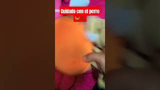 Cuidado con el perro🐕🐕🤣🤣😂 [upl. by Attayek]