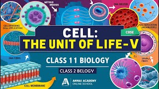 Cell Division amp Growth Unlocked Mastering Class 11 Biology [upl. by Econah124]