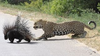 Porcupine  All You Need To Know About Porcupine  Wildlife [upl. by Yelsna]