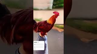 Man transfer trending shortvideo reels 🐓🐓🐓 😈 [upl. by Inness]