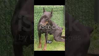 Doberman vs German Shepherd The Ultimate Guard Dog Showdown [upl. by Leirea352]