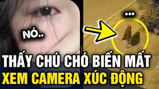 Sáng dậy phát hiện CHÚ CHÓ MẤT TÍCH chủ xem camera thấy CẢNH TƯỢNG ĐAU LÒNG  Tin 3 Phút [upl. by Morey]