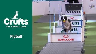 Flyball Team Final  Crufts 2022 [upl. by Alver123]