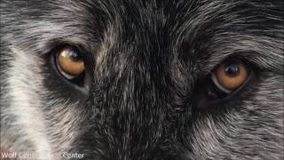 Black Wolf Listen to His Eyes [upl. by Marfe502]