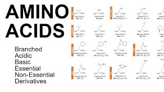 Amino Acids [upl. by Annij477]