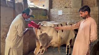 Artificial Insemination in Cow  Insemination Procedure In Cow  AI in Cow [upl. by Isiad903]